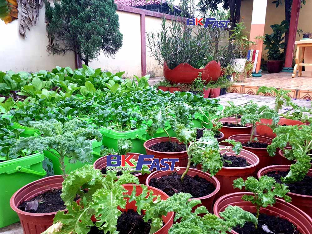 trồng rau thuỷ canh tại nhà