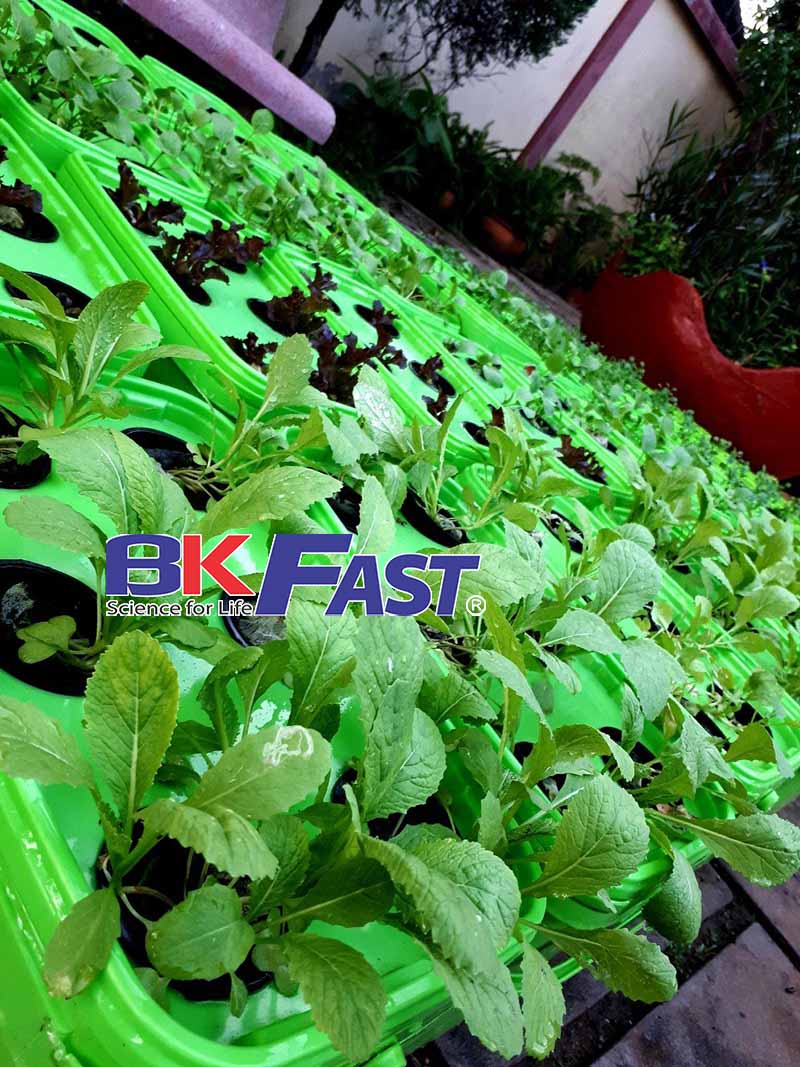 trồng rau thuỷ canh tại nhà