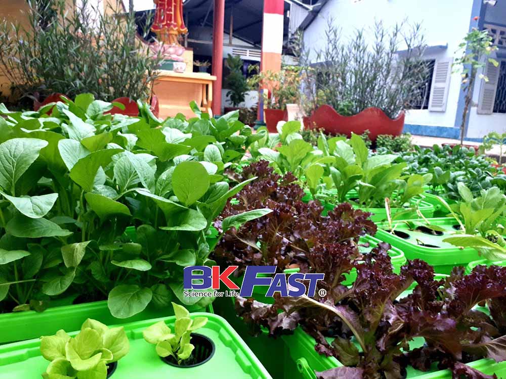 trồng rau thuỷ canh tại nhà