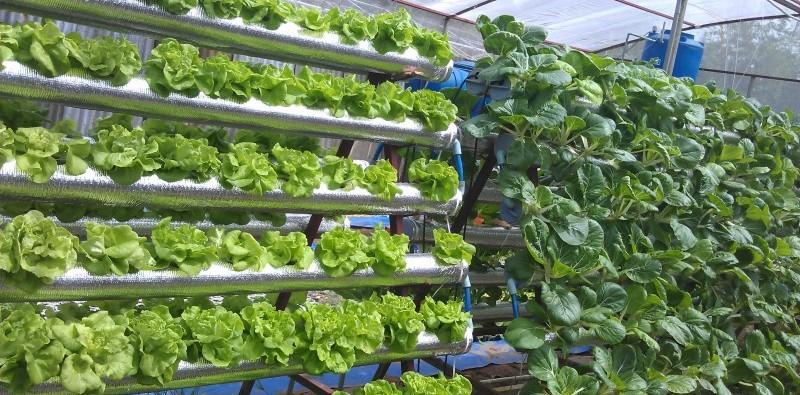 Hà Nội Tập đoàn Vingroup sẽ đầu tư trồng 10ha rau công nghệ cao